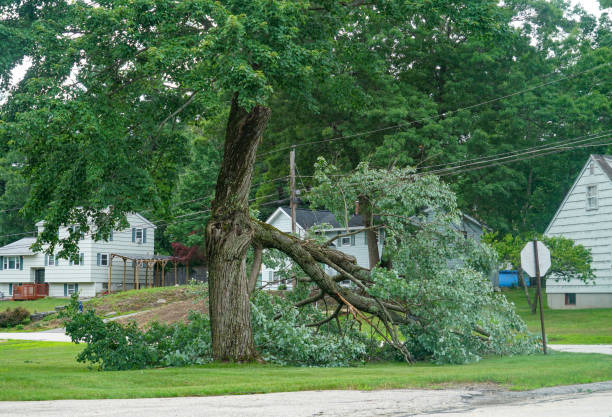 Best Tree Stump Removal  in Ilchester, MD